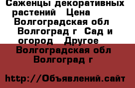 Саженцы декоративных растений › Цена ­ 100 - Волгоградская обл., Волгоград г. Сад и огород » Другое   . Волгоградская обл.,Волгоград г.